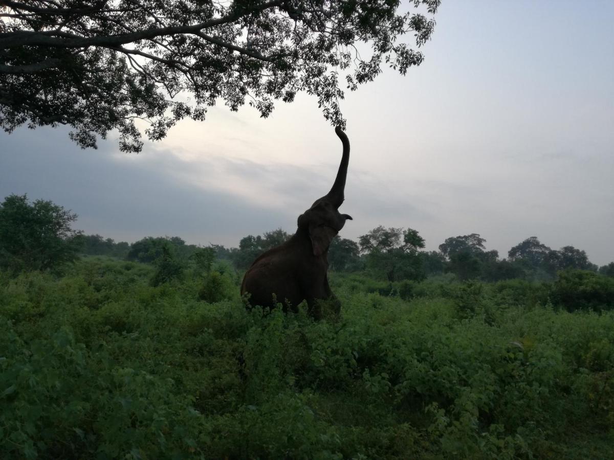 Leel'S Safari Cottage Удавалаве Экстерьер фото